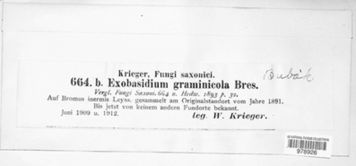 Helicogloea graminicola image